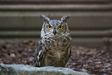 Hibou grand-duc