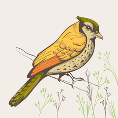 illustration of a bird. hand made background