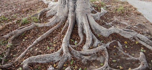 exposed tree roots