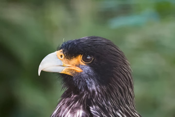 Caracara austral en gros plan
