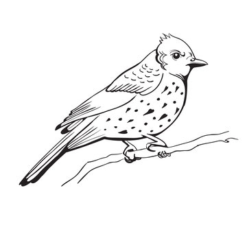 illustration of a bird. hand made background