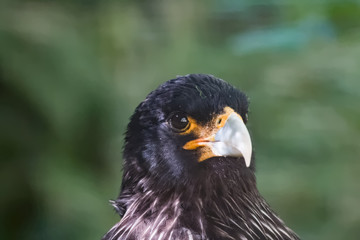 Caracara austral en gros plan