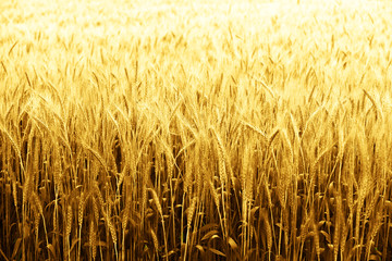 Soft Glod Barley in field for Background