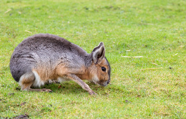 Patagonian Mara (Dolichotis Patagonum) grazing on grass