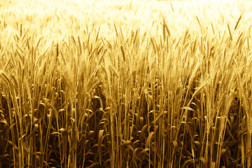 Soft Glod Barley in field for Background