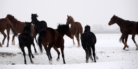 running away, a herd of wild horses running through snowy landscape