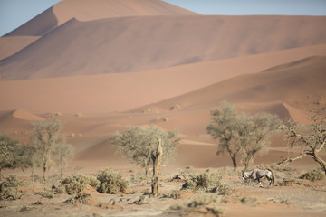 Fototapeta na wymiar Oryx in the Sand Dunes