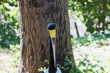 Jabiru d'Afrique en gros plan