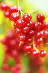 red currants on a blurred background 1