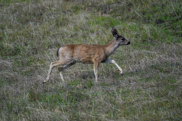 Blacktail deer running in California hills