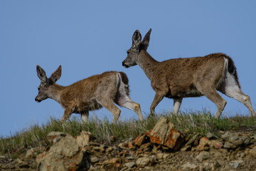 Naklejka na ściany i meble Blacktail deer running in California hills