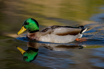 Mallard duck drake with beautiful green neck colors swimming in lake with reflections