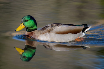 Mallard duck drake with beautiful green neck colors swimming in lake with reflections