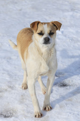portrait of a white-red doggy