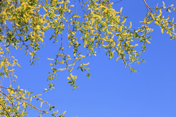 young leaves on the branch