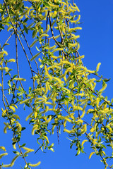 young leaves on the branch