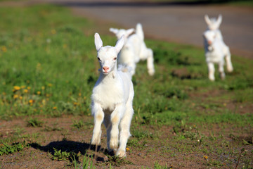 Obraz premium goatling on a meadow