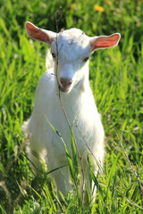 Obraz premium goatling on a meadow