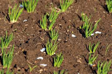 onion bed