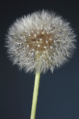 Fototapeta premium fluffy dandelion