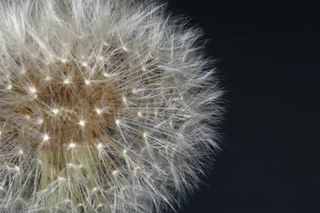 Abwaschbare Fototapete fluffy dandelion © salman2