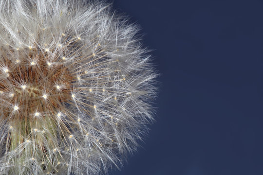 fluffy dandelion