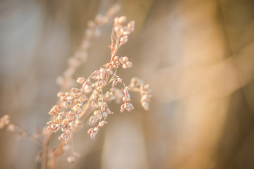 pastel spring flower 