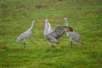 Sandhill Cranes in courtship dance on green meadow