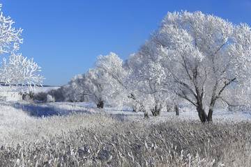 trees in hoarfrost