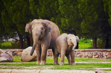 Fototapeta premium Cute family of elephants