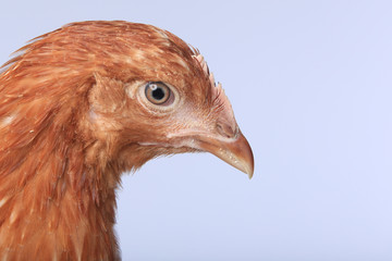 chicken-laying hens