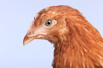 chicken-laying hens