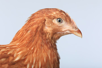 chicken-laying hens