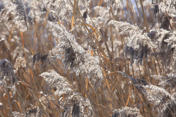 dry reeds