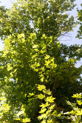 green maple leaves on nature