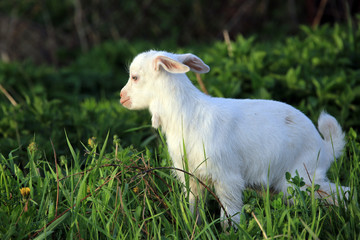 Obraz premium goatling on a meadow