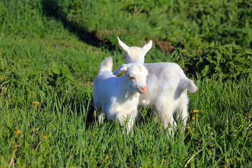 goatling on a meadow