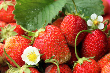 crop of strawberries