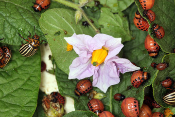 Colorado beetles and larvae