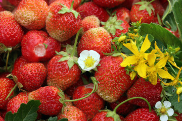 Strawberry and tutsan