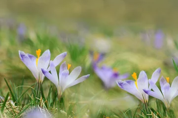 Photo sur Aluminium Crocus Fleurs de crocus bleu fleurissant sur le pré de printemps