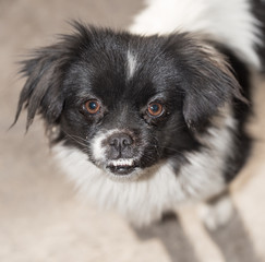 Fototapeta premium portrait of a dog