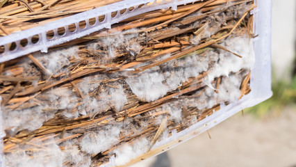 Coprinus fimetarrius mushroom growing on rice straw