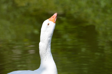 White goose head in free range