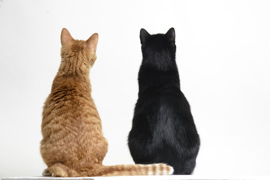 Red and black cat sitting back to сamera on white background