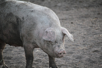 Happy pig of outdoor breed