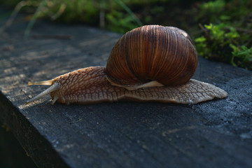 Big snail moving slowly in the shadows 2