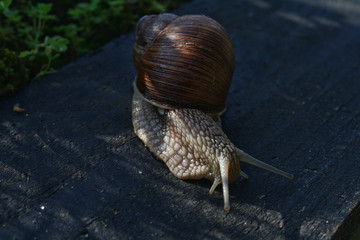 Big snail moving slowly in the shadows 1