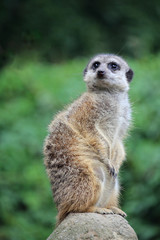 Cute meerkat sitting on stone