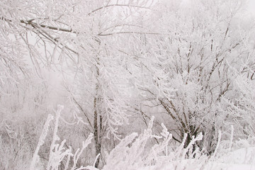 Obraz premium Winter on the river